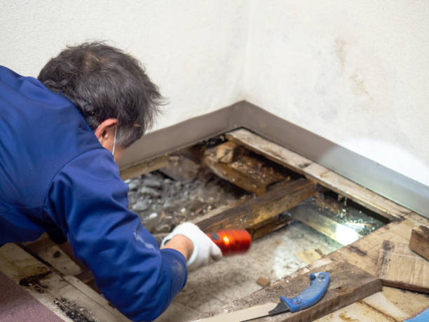 Best Mold Cleaning Services  in Pasco, WA