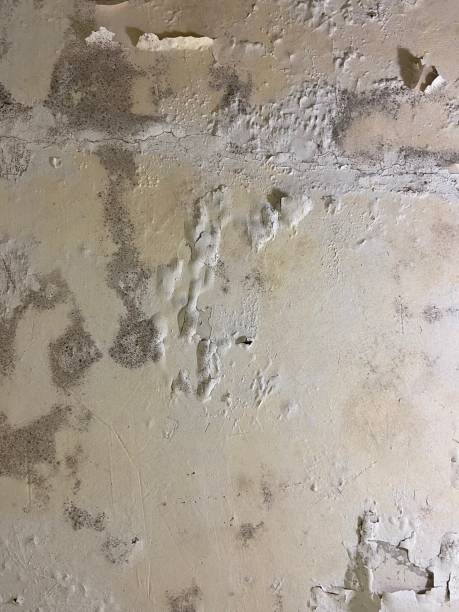 Best Mold Testing  in Pasco, WA