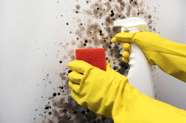 Best Mold Removal Process  in Pasco, WA