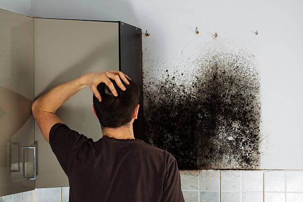 Best Local Mold Removal Service  in Pasco, WA