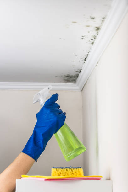 Certified Mold Removal in Pasco, WA