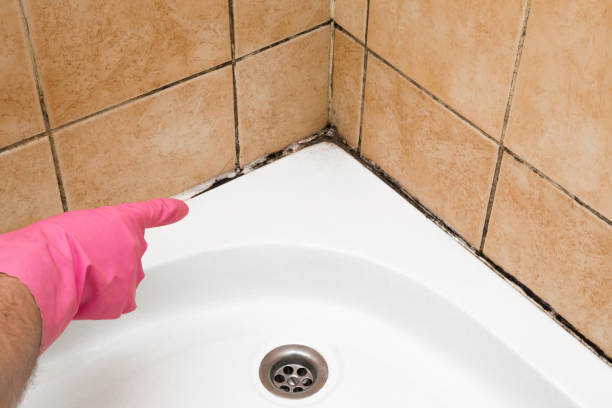 Best Residential Mold Removal  in Pasco, WA